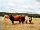 West Lynn Carrot Farm Road, Deepwater NSW 2371