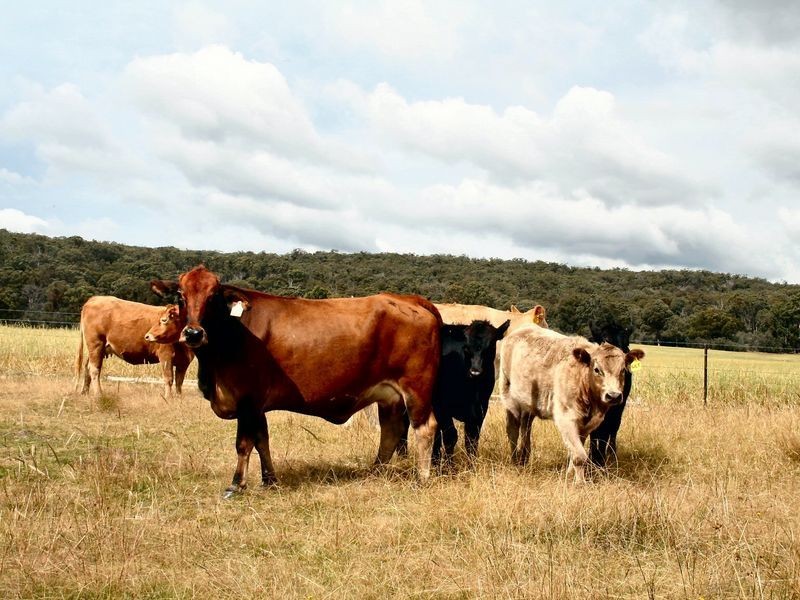 West Lynn Carrot Farm Road, Deepwater NSW 2371