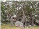West Lynn Carrot Farm Road, Deepwater NSW 2371