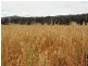 West Lynn Carrot Farm Road, Deepwater NSW 2371