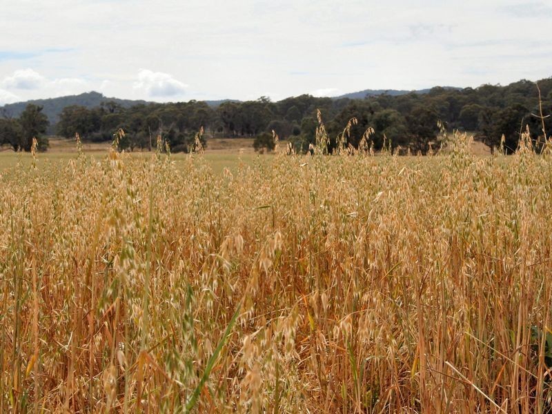 West Lynn Carrot Farm Road, Deepwater NSW 2371