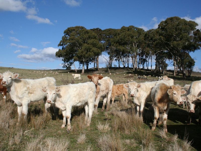 5567 New England Highway, Llangothlin NSW 2365