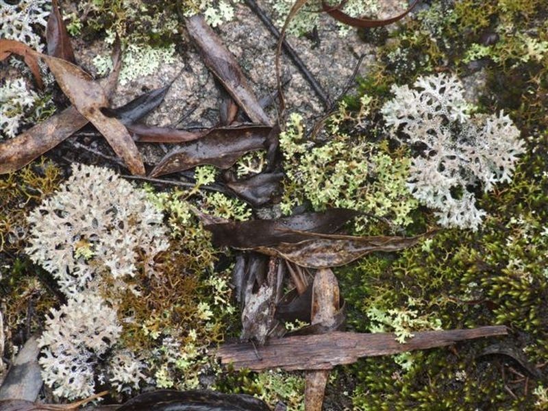 162 Bushy Park Road, Dundee NSW 2370