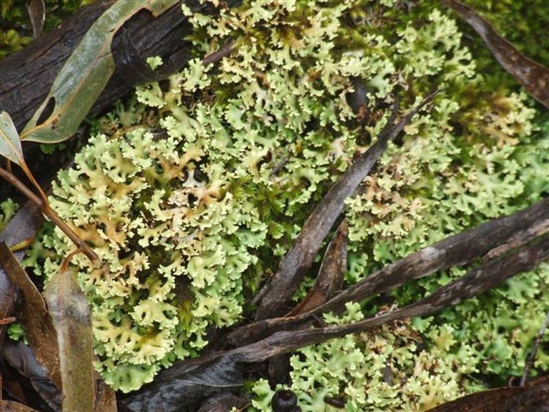 162 Bushy Park Road, Dundee NSW 2370