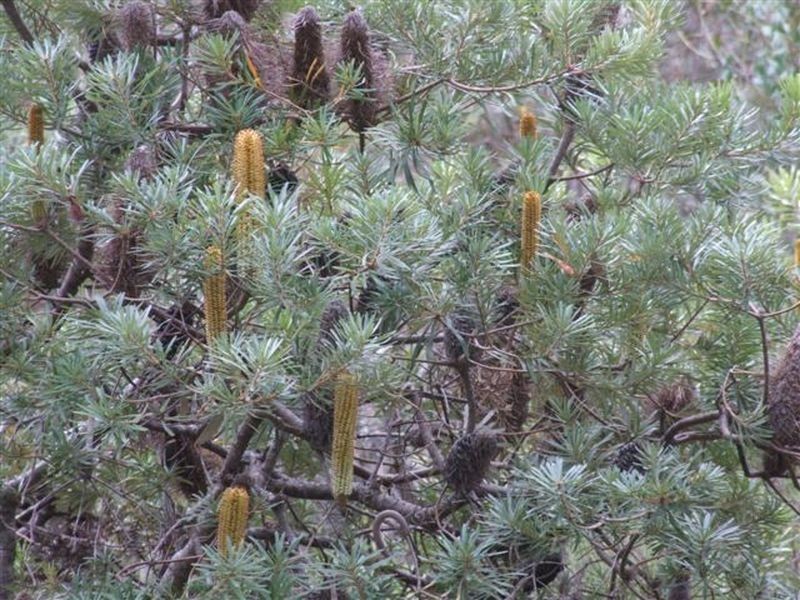 162 Bushy Park Road, Dundee NSW 2370