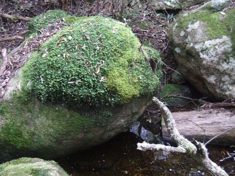 162 Bushy Park Road, Dundee NSW 2370