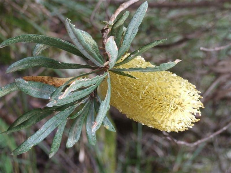 162 Bushy Park Road, Dundee NSW 2370