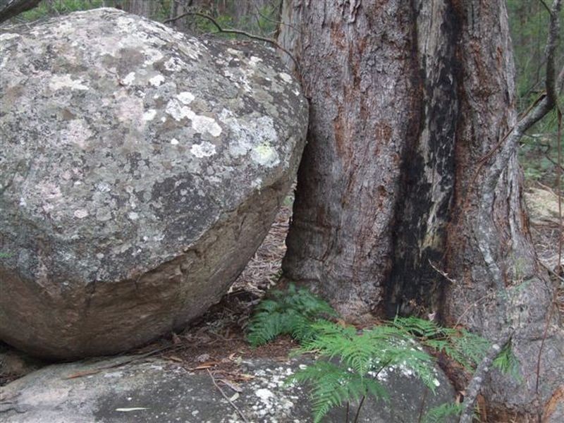 162 Bushy Park Road, Dundee NSW 2370