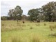 East Lynn Carrot Farm Road, Deepwater NSW 2371