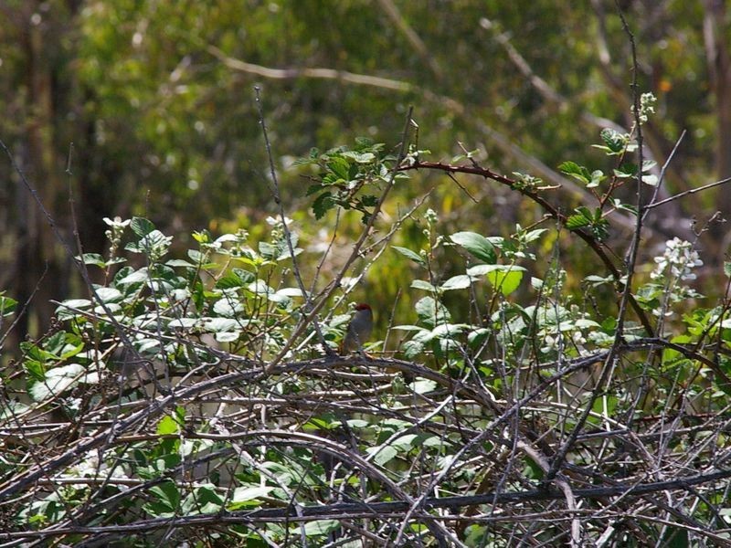 1197 Torrington Road, Deepwater NSW 2371