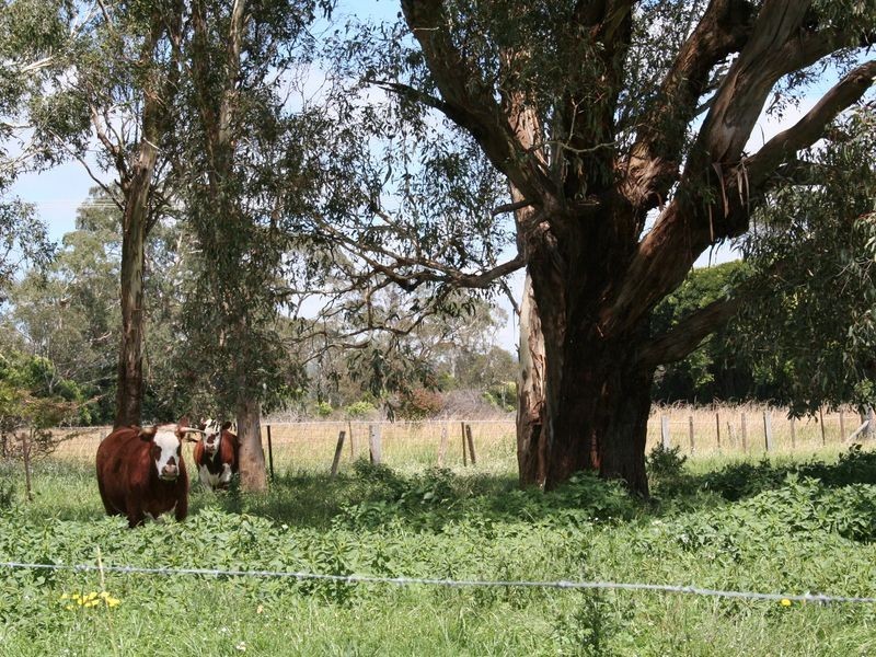 181 Glen Legh Road, Glen Innes NSW 2370