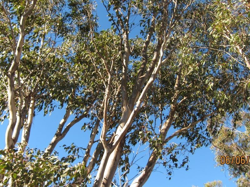 Lot 1 &20 Middle Street, Wellingrove NSW 2370