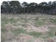 MAROWEN Square Range Road, Pinkett NSW 2370