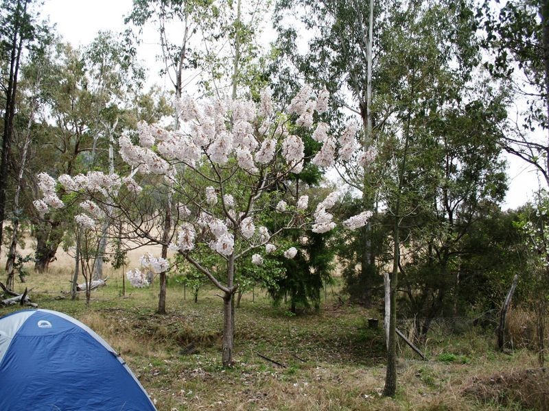 9/786586 Rocky Creek Road, Bonshaw NSW 2361