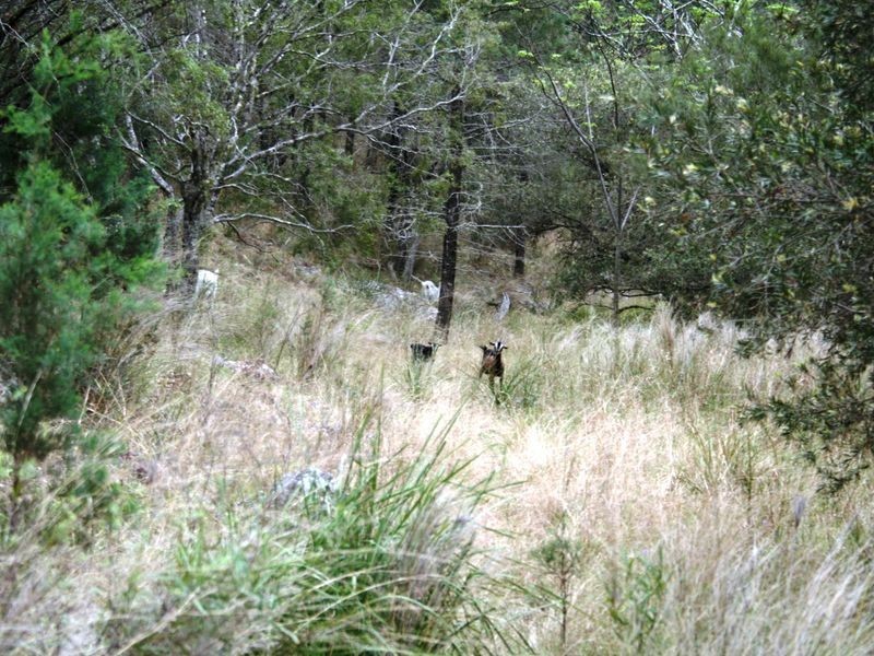 9/786586 Rocky Creek Road, Bonshaw NSW 2361