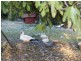 280 Meade Street, Glen Innes NSW 2370