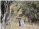 1382 Gulf Road, Emmaville NSW 2371