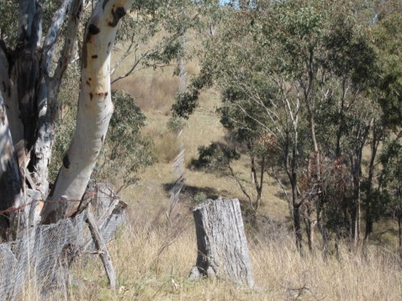 1382 Gulf Road, Emmaville NSW 2371