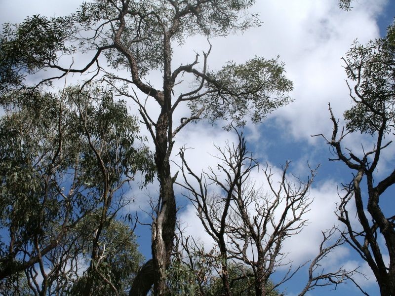 955 Tablelands Road, Kingsgate NSW 2370