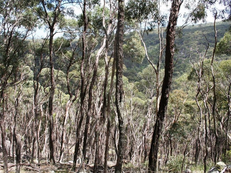 955 Tablelands Road, Kingsgate NSW 2370