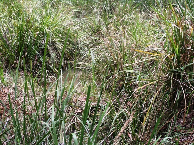 955 Tablelands Road, Kingsgate NSW 2370