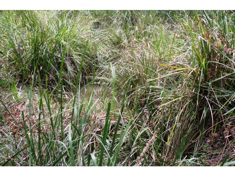 955 Tablelands Road, Kingsgate NSW 2370