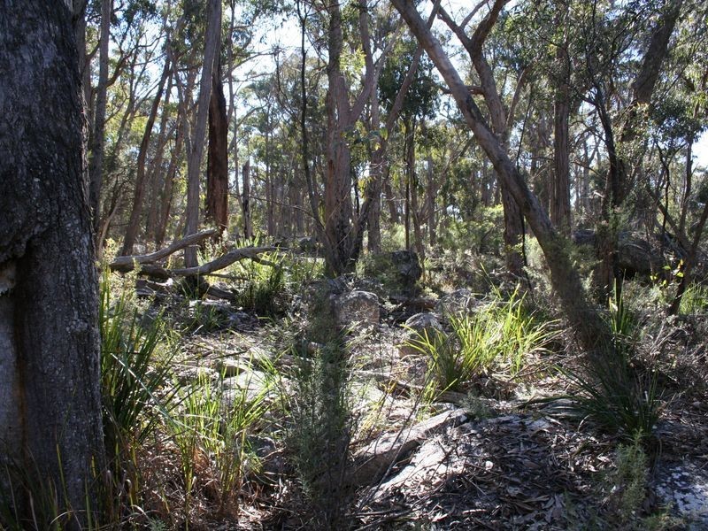 538 Carrot Farm Road, Deepwater NSW 2371