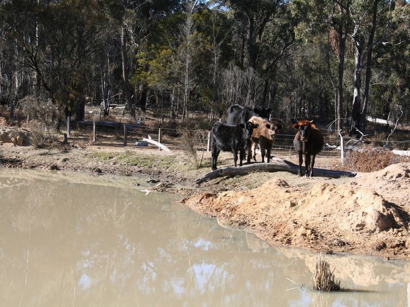 538 Carrot Farm Road, Deepwater NSW 2371