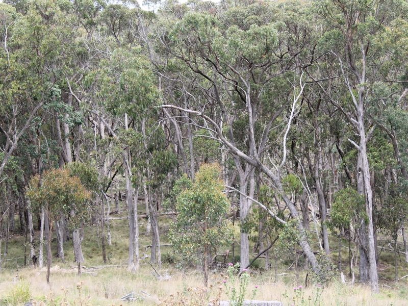 114 Sunset Rd, Glen Innes NSW 2370