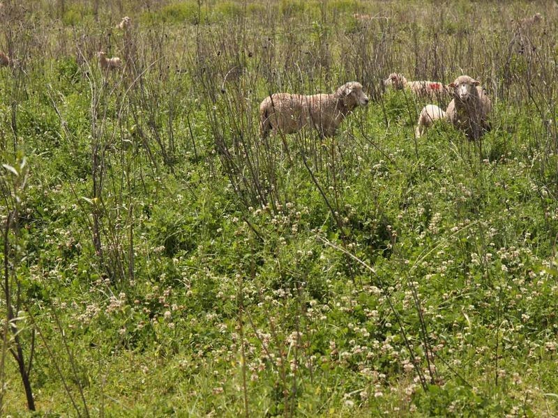 1606 Rocky Creek Road, Emmaville NSW 2371