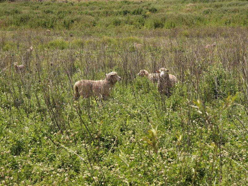 1606 Rocky Creek Road, Emmaville NSW 2371