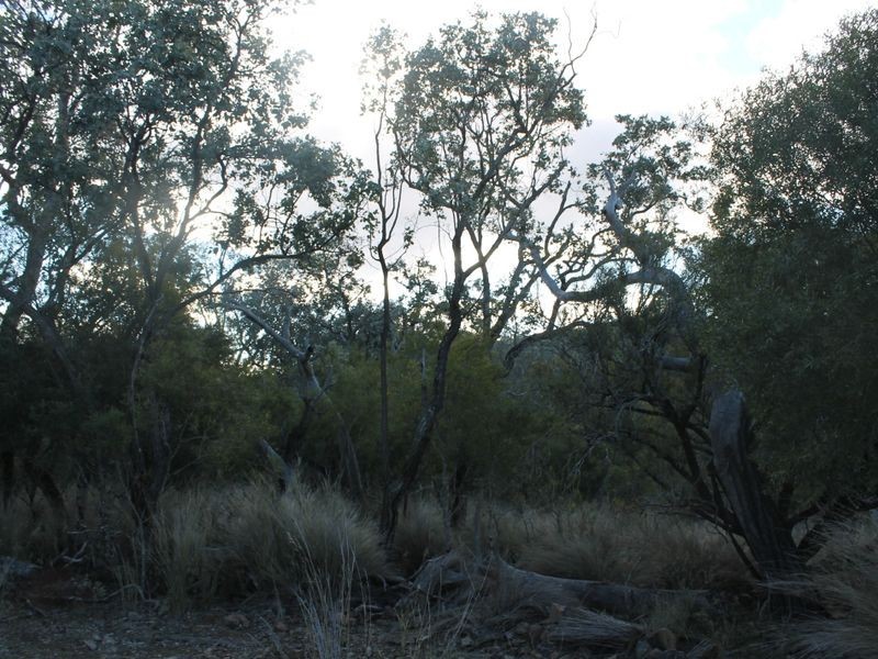 Lot 4 Gulf Rd, Emmaville NSW 2371