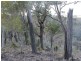 Lot 4 Gulf Rd, Emmaville NSW 2371