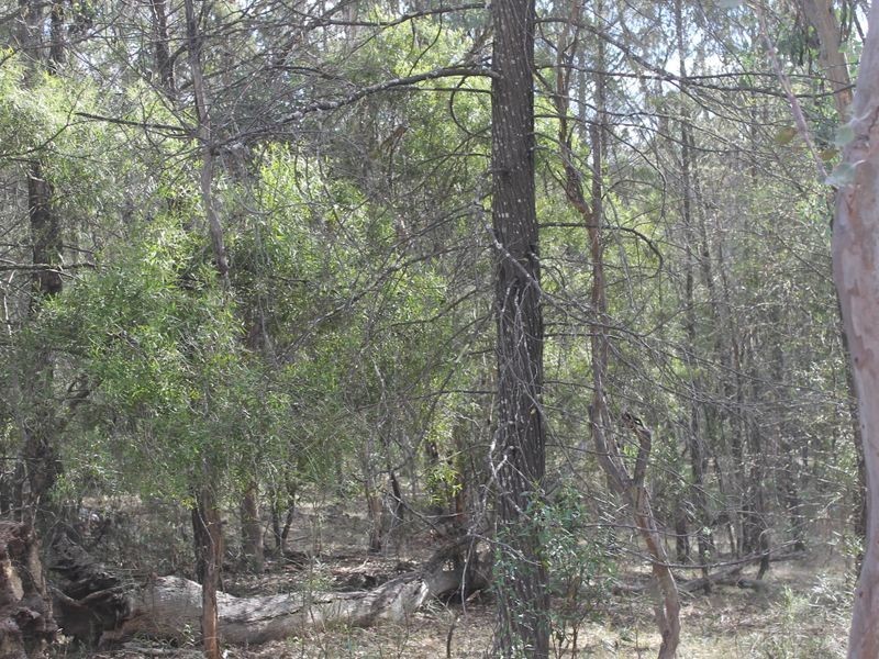 Lot 4 Gulf Rd, Emmaville NSW 2371