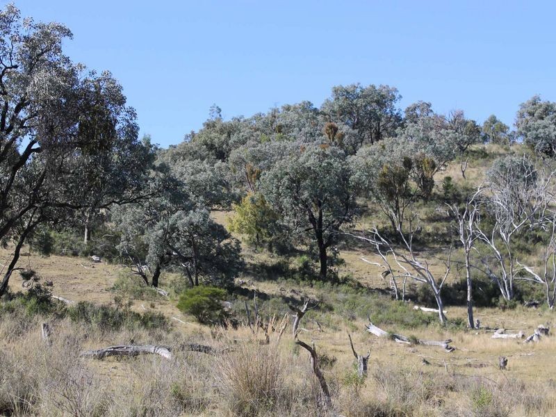 Lot 20 Gulf Rd, Emmaville NSW 2371