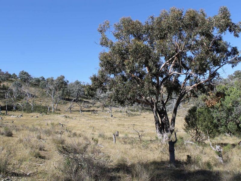 Lot 20 Gulf Rd, Emmaville NSW 2371