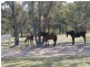 1192 Bullock Mountain Road, Glen Innes NSW 2370