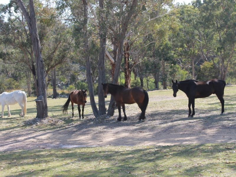 1192 Bullock Mountain Road, Glen Innes NSW 2370