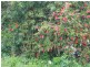 Lot 2 Tom Toy Ave, Deepwater NSW 2371