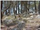 Lot 32 Skeleton Creek Rd, Glen Innes NSW 2370