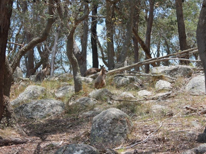 Lot 32 Skeleton Creek Rd, Glen Innes NSW 2370