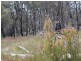 Lot 32 Skeleton Creek Rd, Glen Innes NSW 2370