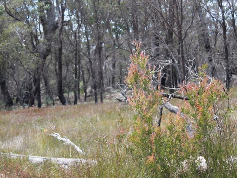 Lot 32 Skeleton Creek Rd, Glen Innes NSW 2370