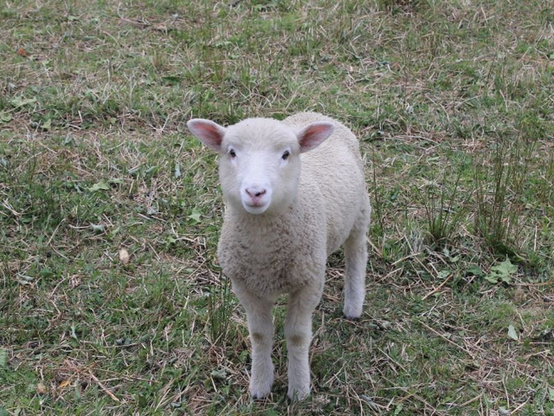 500 Silent Grove Rd, Torrington NSW 2371