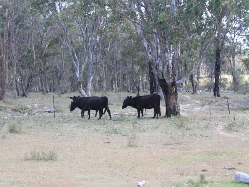 962 Victoria Street, Glen Innes NSW 2370