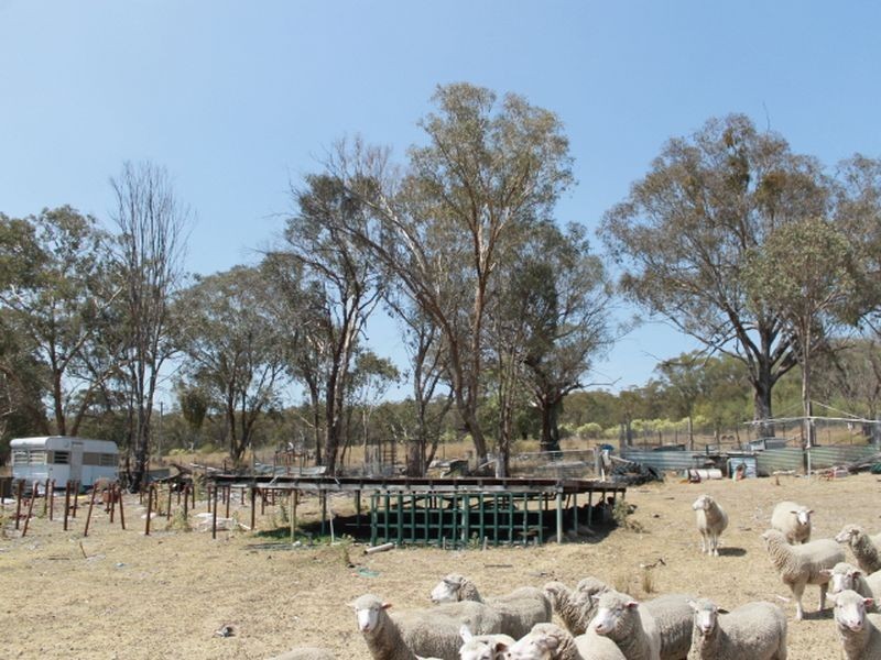 2137 Wellingtonvale Rd, Emmaville NSW 2371