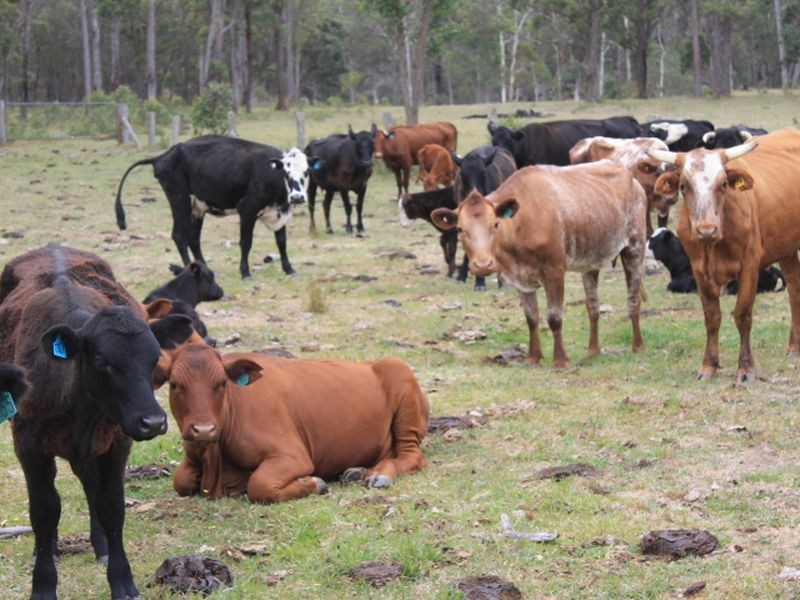 1/174 Watsons Road, Glen Innes NSW 2370