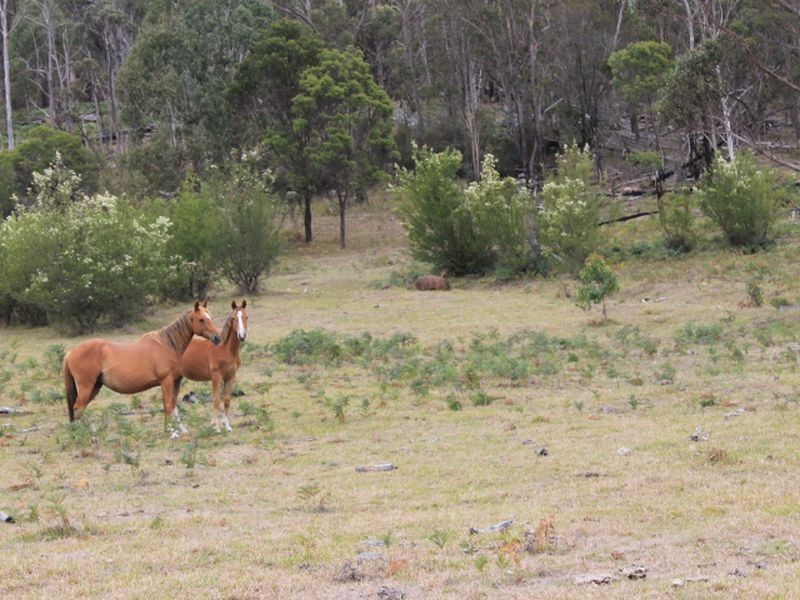 1/174 Watsons Road, Glen Innes NSW 2370