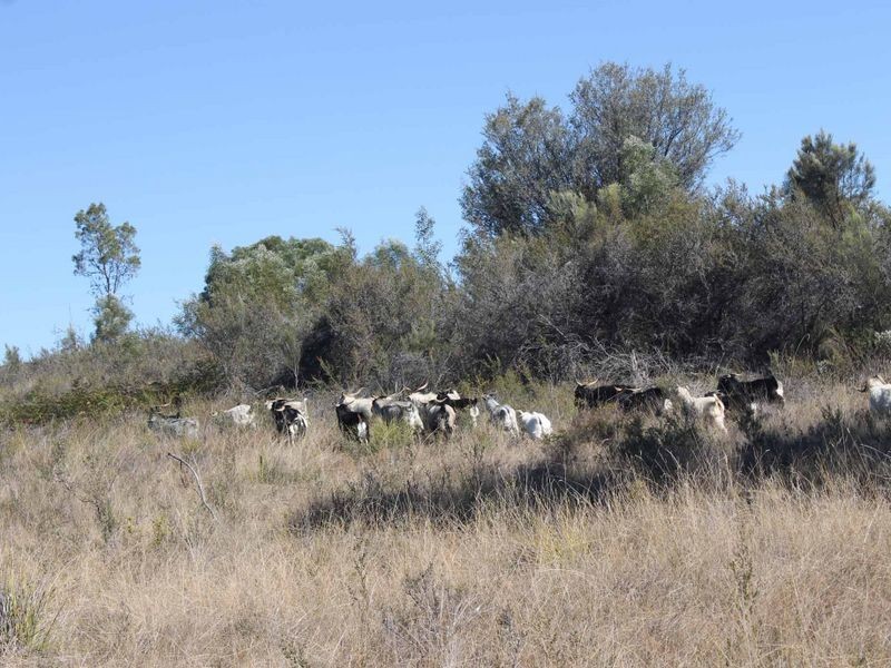 25 Arnolds Road, Glen Innes NSW 2370