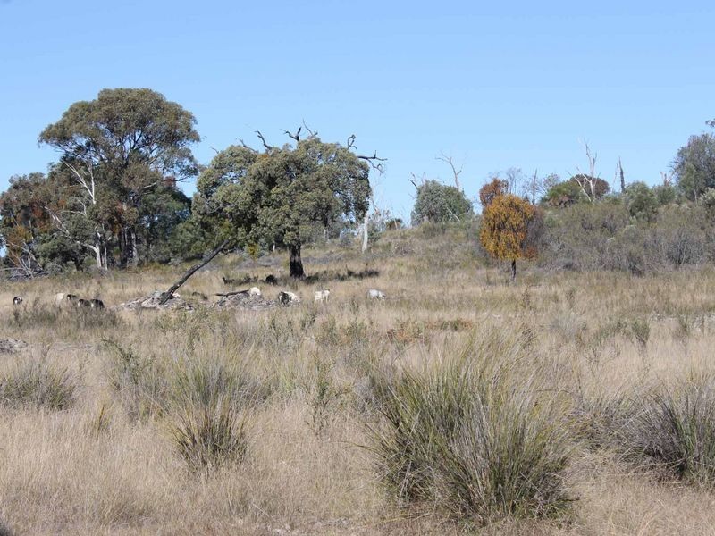 25 Arnolds Road, Glen Innes NSW 2370